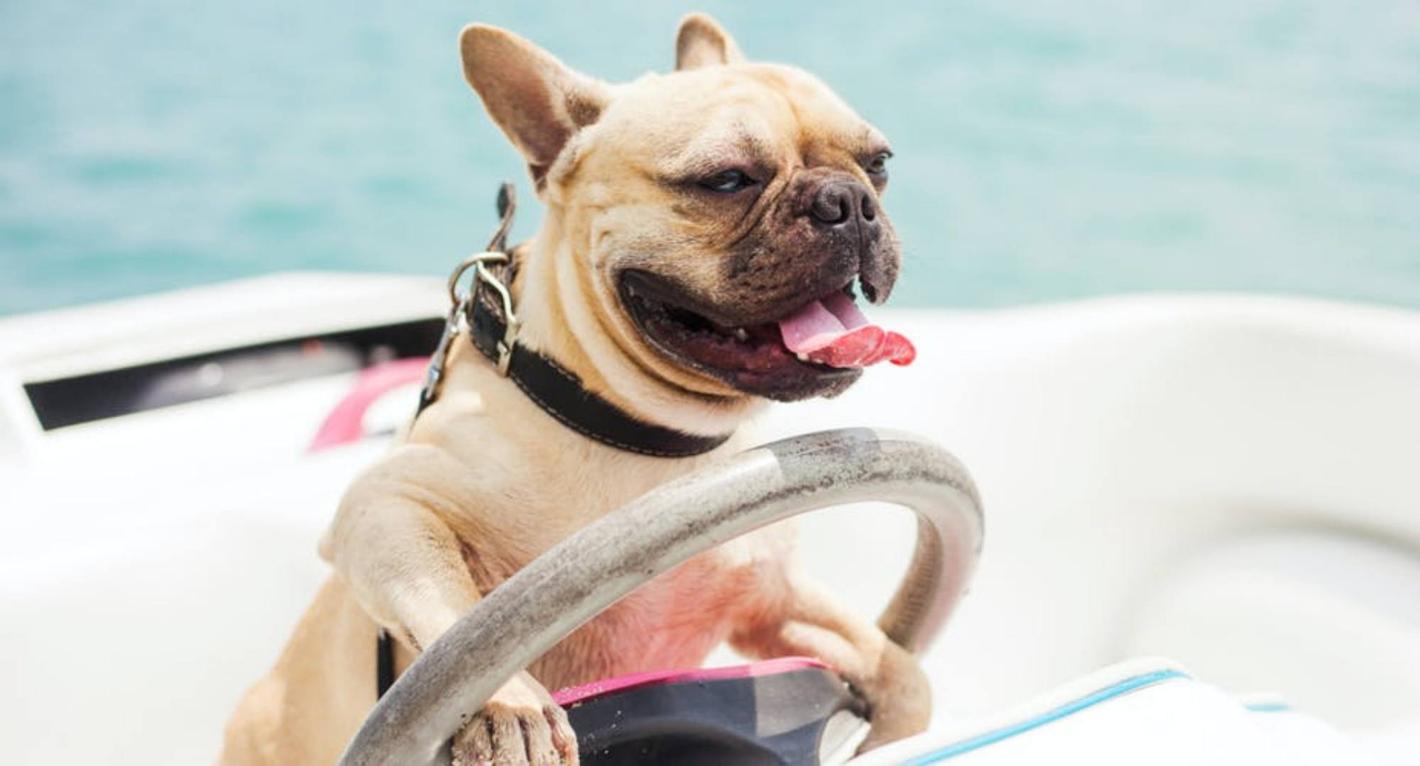 Boating With Dogs Must Know Tips 