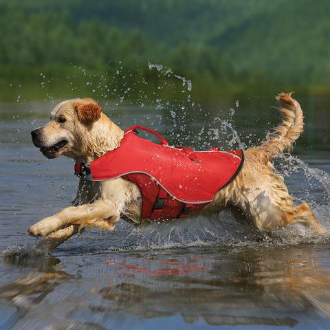Six Must Have Dog Items to Take on a Boat